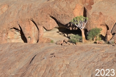 Der Köcherbaum an der Blutkuppe in 2023. Er ist in 24 jahren nur um 70 cm gewachsen